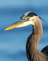 Fototapeta premium A close-up portrait of a majestic heron. The bird has a long yellow beak and striking yellow eyes against a blurred blue background