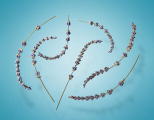 Floating Dried Lavender Stems on Soft Blue Background