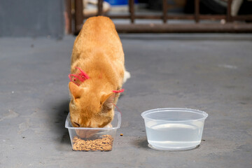 The orange cat is eating outside the house
