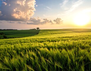 Rolling green fields under a setting sun with fluffy clouds