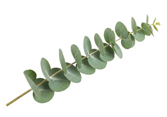 Eucalyptus branch PNG isolated on transparent background, silver dollar eucalyptus foliage for floral design and decoration © Mia