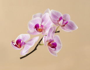 Pink and White Orchid Branch on Beige Background