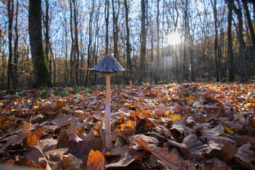Close-up of the inedible mushroom Coprinus picaceus in an autumn forest