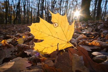A yellow maple leaf in an autumn forest in the evening, bathed in the rays of the setting sun