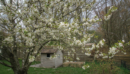 Beautiful Flowering Tree in a Green Backyard Space