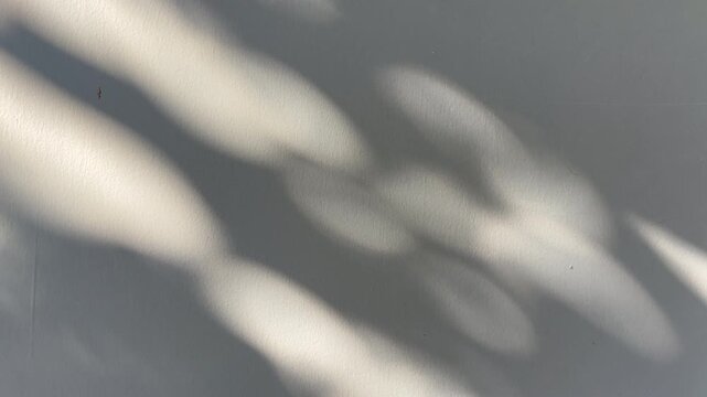 Abstract natural tree branch leaves shadow on white wall background