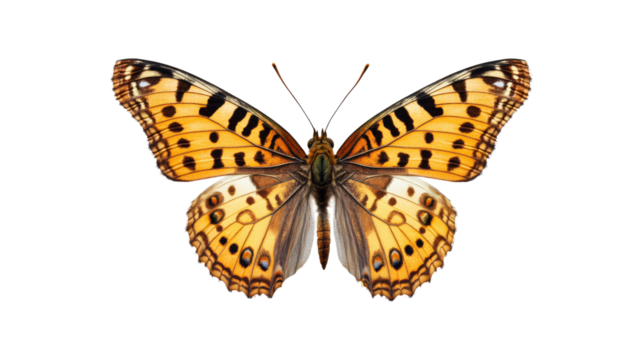 Orange butterfly with black spots isolated on a transparent background