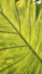 green wide plant leaf background