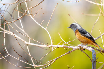 枝にとまるジョウビタキのオス