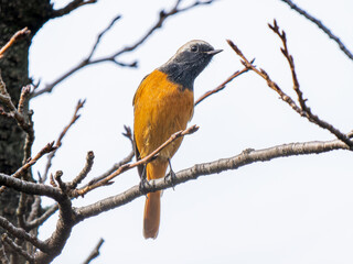 枝にとまるジョウビタキのオス