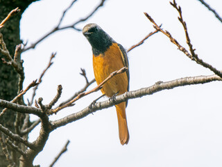 枝にとまるジョウビタキのオス