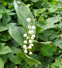 Lily of the valley flower in natural forest environment