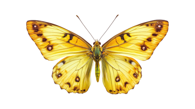 Yellow butterfly with dark spots isolated on a transparent background