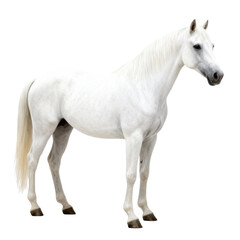 Purebred Arabian Horse isolated transparent background