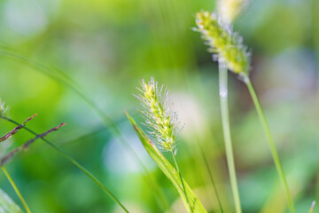 朝日を浴びるエノコログサ（猫じゃらし）

