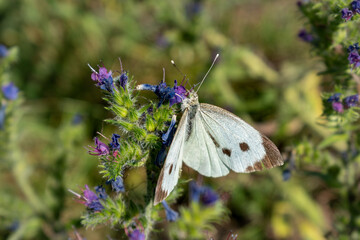 Cabbage white butterfly collecting pollen, pieris brassicae, lepidoptera