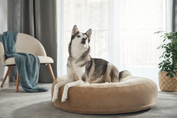 A husky dog turns its head to the side while sitting on a plush bed. The neutral-toned room and soft lighting create a calm mood. © Anna Averianova