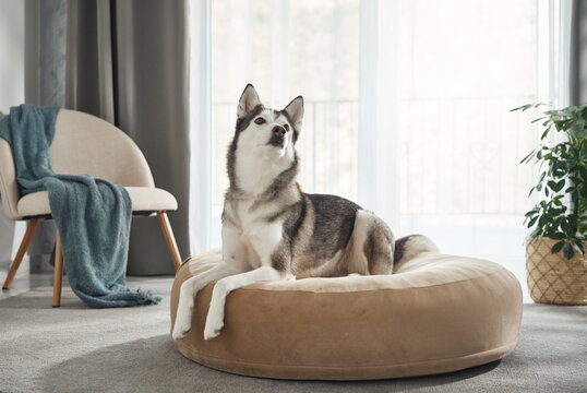 A husky dog turns its head to the side while sitting on a plush bed. The neutral-toned room and soft lighting create a calm mood.
