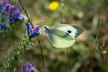 Cabbage white butterfly collecting pollen, pieris brassicae, lepidoptera