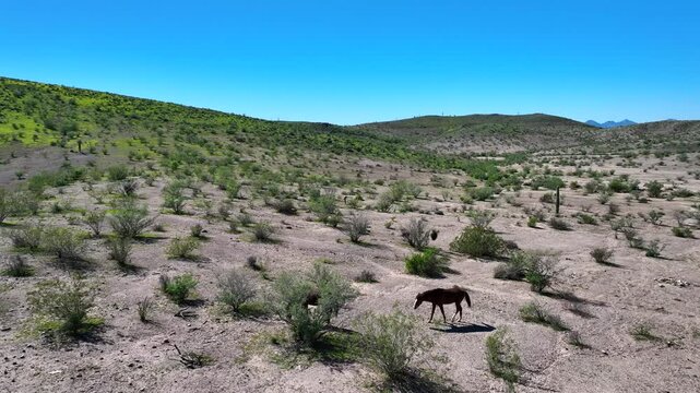 Aerial view of two donkeys grazing in a desert landscape with scattered shrubs and distant mountains under a clear blue sky, Butcher Jones Beach, Arizona, United States.