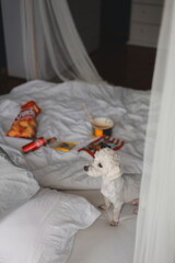 woman in bed with dog