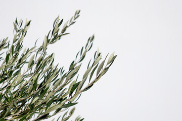 minimalist abstract white background with olive tree branch and copy space 