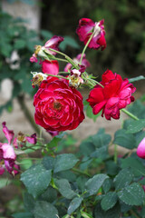 Beautiful red rose flower closeup in garden, A very beautiful red rose flower bloomed on the rose tree, Rose flower closeup, bloom flowers, Natural spring flower, Natural floral background,