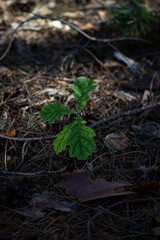 A small oak tree grows in the forest.