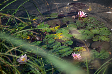 Delicate pink lilies bloom on the lake