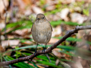 枝にとまるジョウビタキのメス