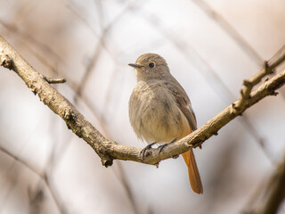 枝にとまるジョウビタキのメス