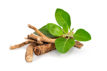 Ashwagandha Dry Root Medicinal Herb with Fresh Leaves, also known as Withania Somnifera. Ashwaganda...