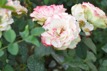 Beautiful pink white rose flower closeup in garden, A very beautiful pink white rose flower bloomed on the rose tree, Rose flower closeup, bloom flowers, Natural spring flower floral background