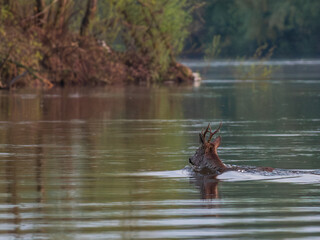 The roe deer is swimming across the river