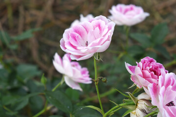 Fototapeta premium Beautiful pink white rose flower closeup in garden, A very beautiful pink white rose flower bloomed on the rose tree, Rose flower closeup, bloom flowers, Natural spring flower floral background