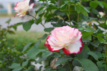 Beautiful pink white rose flower closeup in garden, A very beautiful pink white rose flower bloomed on the rose tree, Rose flower closeup, bloom flowers, Natural spring flower floral background