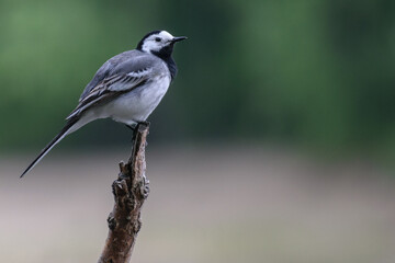 white wagtail on the brabch