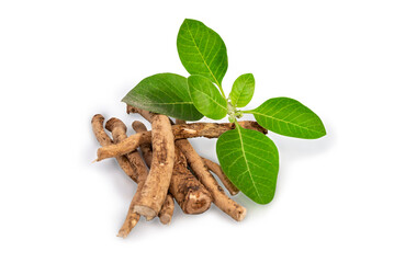 Ashwagandha Dry Root Medicinal Herb with Fresh Leaves, also known as Withania Somnifera. Ashwaganda...