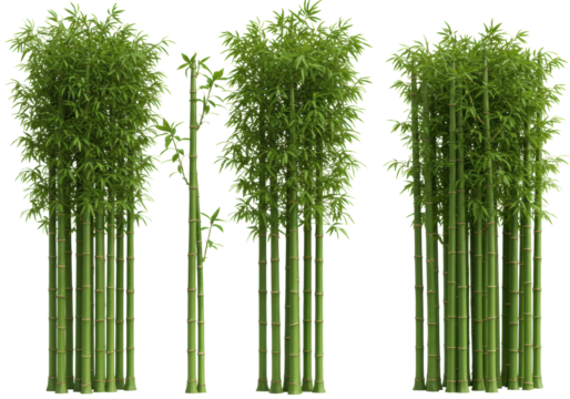 Emerald green bamboo clusters with slender stalks and delicate leaf details, isolated on a pristine transparent background with copy space, minimalist Asian design concept