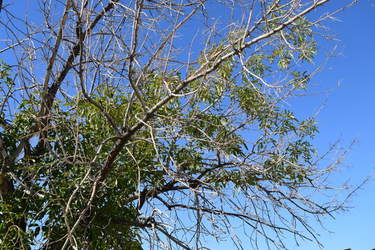 Ash Tree Branches and leaves