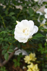 Beautiful white rose flower closeup in garden, A very beautiful white rose flower bloomed on the rose tree, Rose flower closeup, bloom flowers, Natural spring flower, Natural floral background,