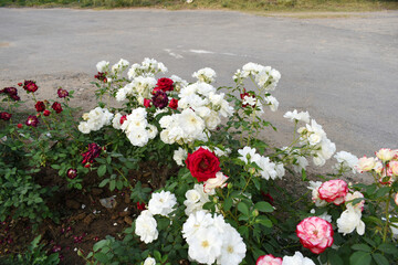 Beautiful white rose flower closeup in garden, A very beautiful white rose flower bloomed on the rose tree, Rose flower closeup, bloom flowers, Natural spring flower, Natural floral background,