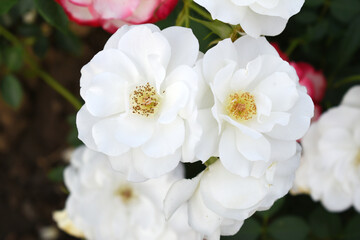 Beautiful white rose flower closeup in garden, A very beautiful white rose flower bloomed on the rose tree, Rose flower closeup, bloom flowers, Natural spring flower, Natural floral background,