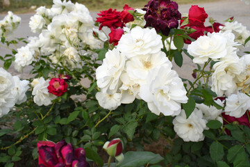Beautiful white rose flower closeup in garden, A very beautiful white rose flower bloomed on the rose tree, Rose flower closeup, bloom flowers, Natural spring flower, Natural floral background,