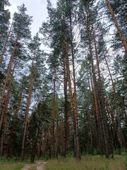 Tall pine trees in a calm forest under cloudy sky