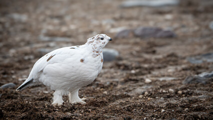 Ptarmigan