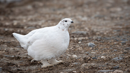 Ptarmigan