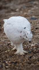 Ptarmigan