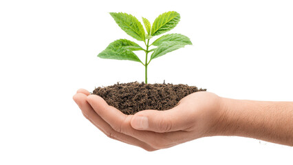 Hand Holding Young Plant Sprout in Soil