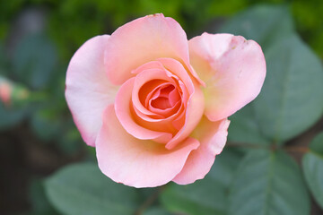Beautiful pink rose flower closeup in garden, A very beautiful pink yellow rose flower bloomed on the rose tree, Rose flower closeup, bloom flowers, Natural spring flower floral background
